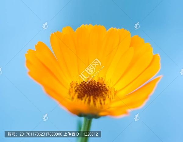 金盞花