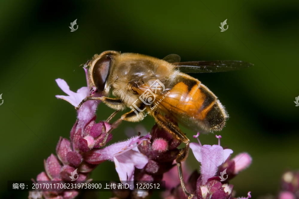 蜜蜂在花