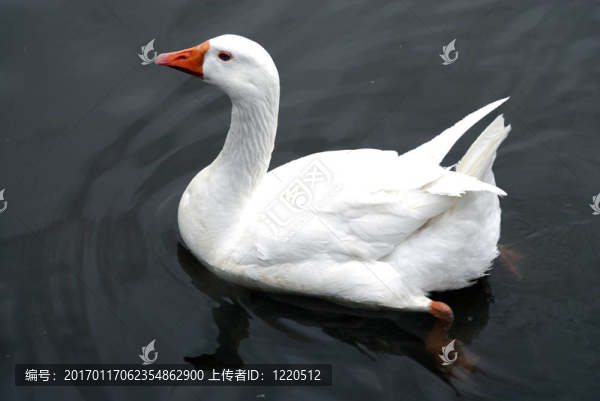 天鵝