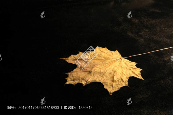 秋天的葉子