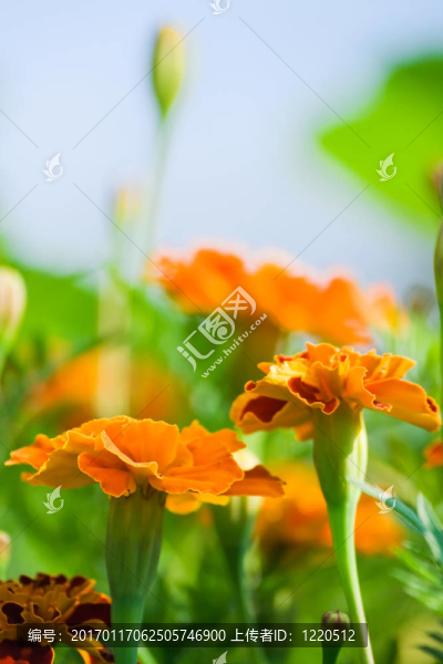 花場摘要