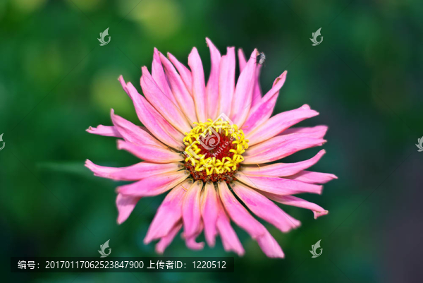 粉紅色的菊花