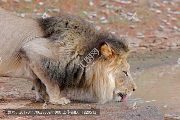 非洲獅飲用