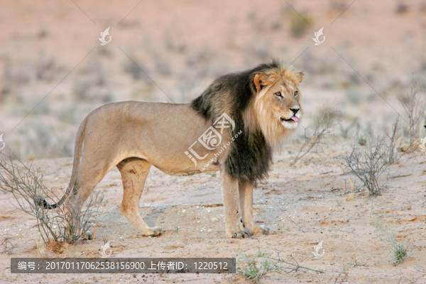 黑鬃的非洲獅