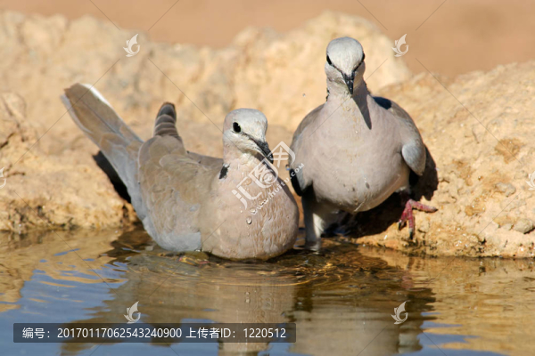 海角鳩