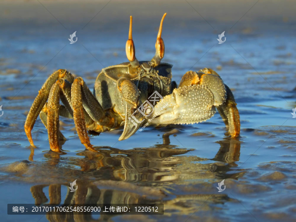 鬼蟹