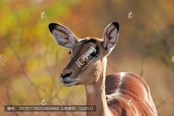 黑斑羚