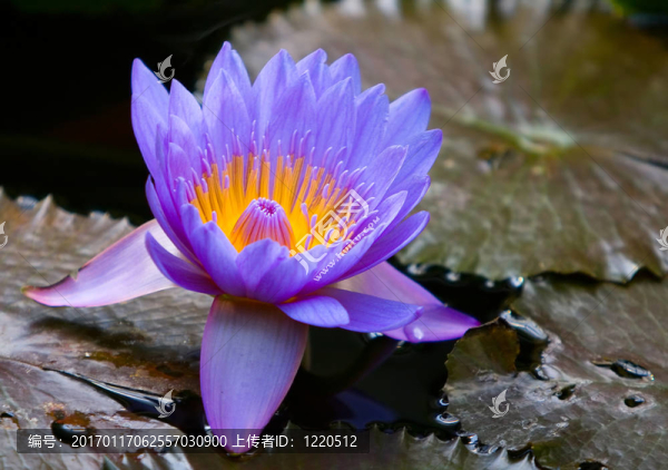 藍(lán)睡蓮