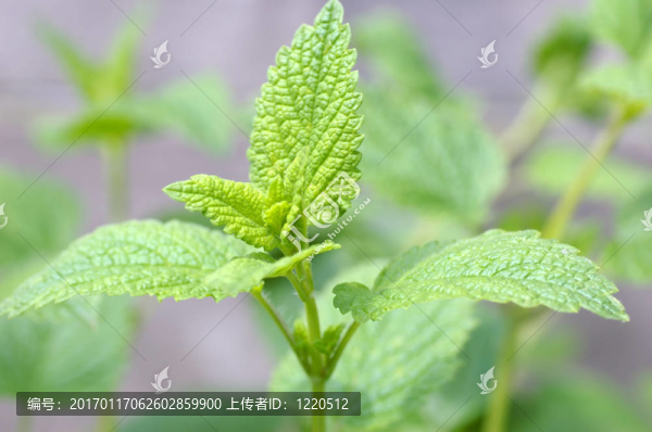 檸檬香蜂草