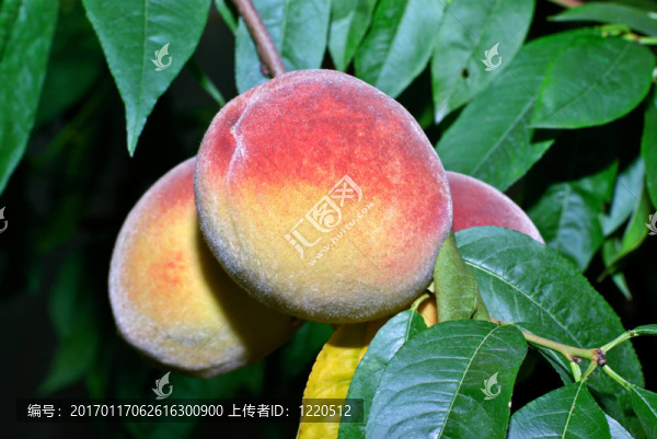 桃樹