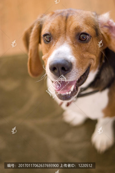 可愛的比格犬