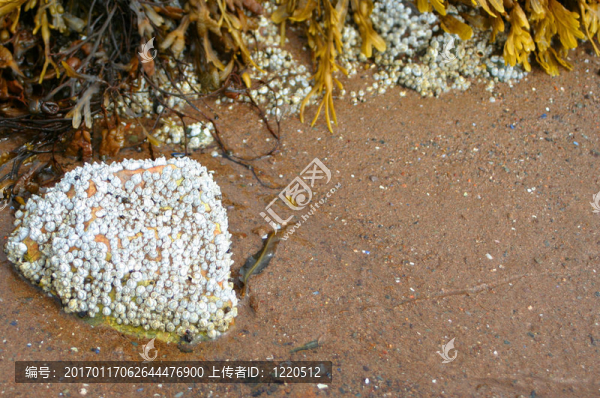 藤壺