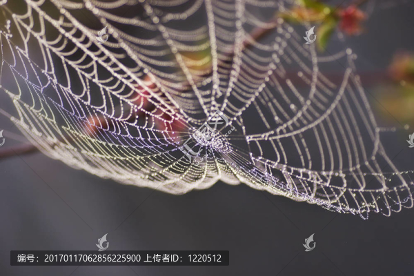 露水的蜘蛛網(wǎng)