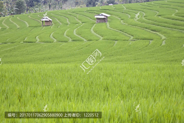 巴厘稻田