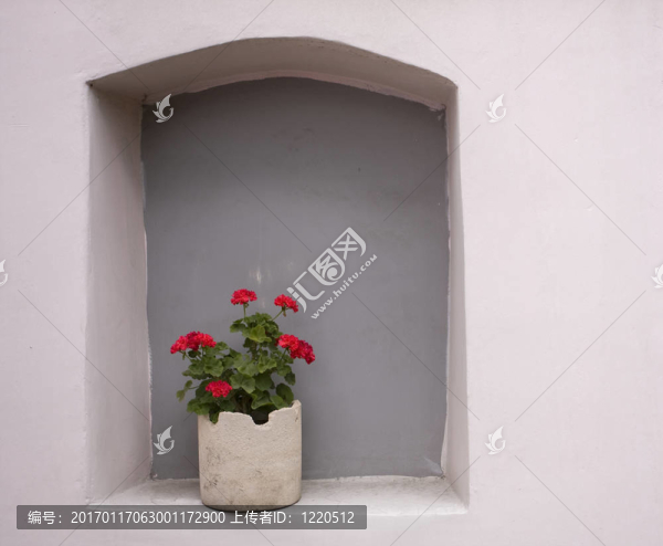 天竺葵花盆