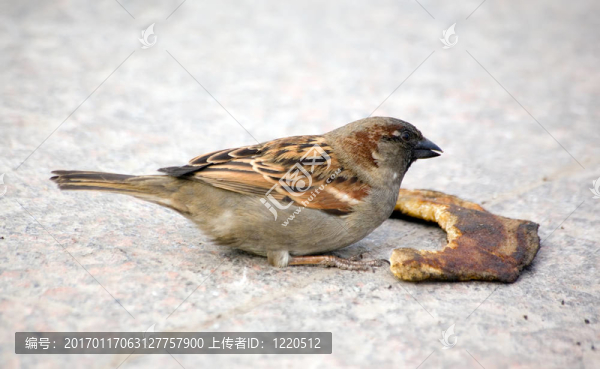 饑餓的麻雀