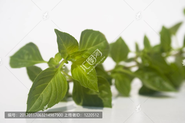 羅勒
