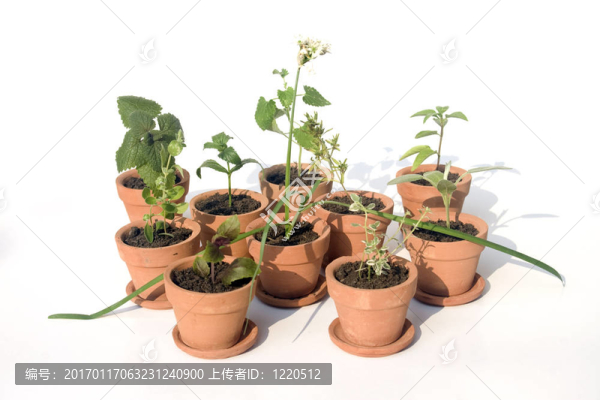 罐中的各種草藥