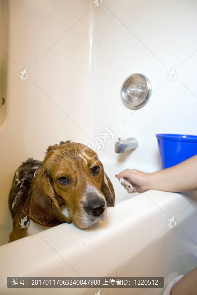 在浴缸里的比格犬