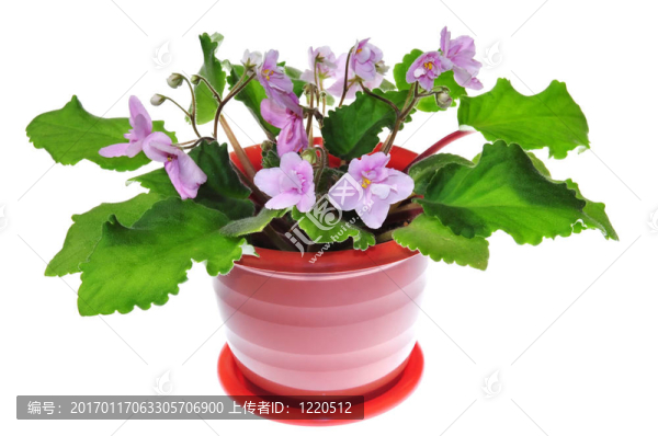 花盆里的紫羅蘭花