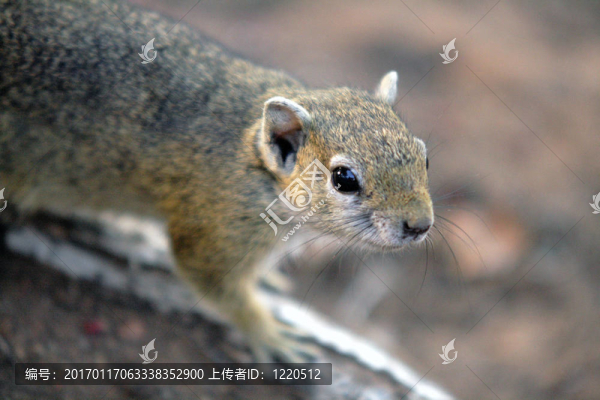 南非squirrrel