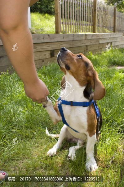 可愛的比格犬