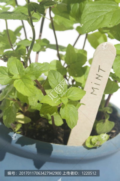 盆栽薄荷