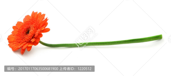 太陽(yáng)花的白
