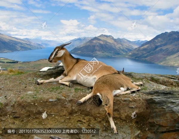 山羊