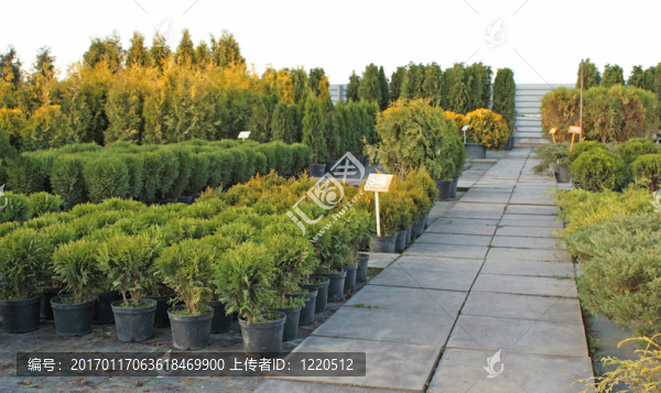 市場(chǎng)上的植物-匯圖網(wǎng) www.fosd68.com 市場(chǎng)上的植物