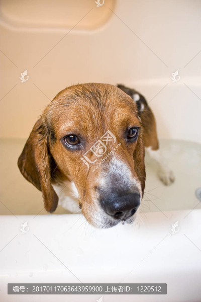 在浴缸里的比格犬