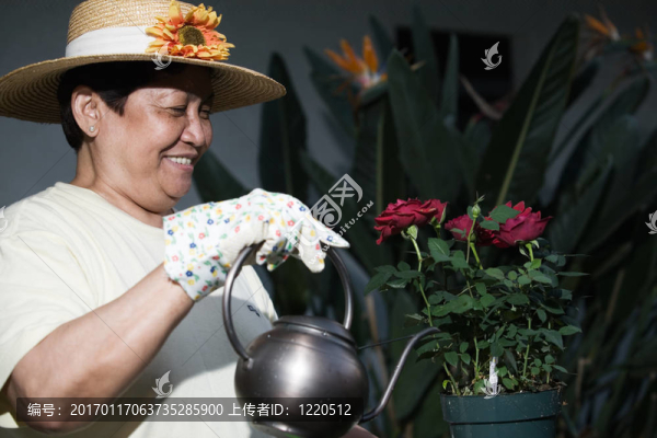 給花澆水