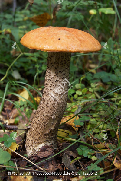 大紅冠蘑菇