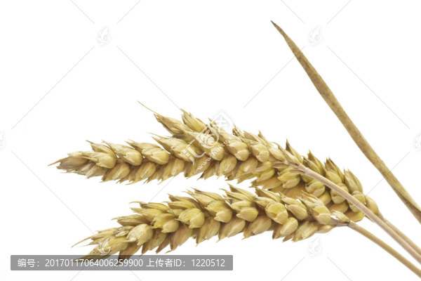 小麥近距離-匯圖網(wǎng) www.fosd68.com 小麥近距離