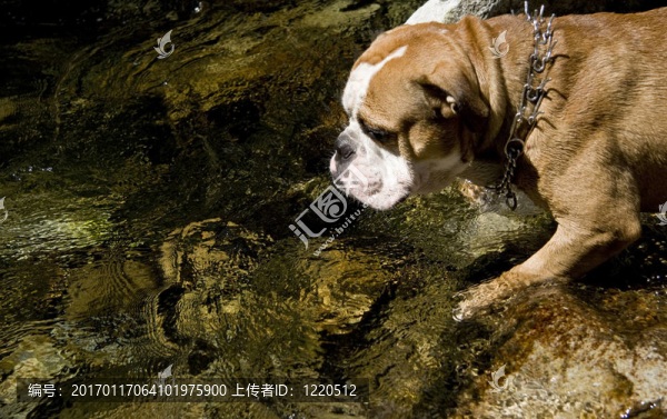 斗牛犬