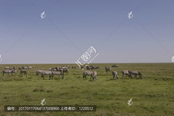 一群斑馬