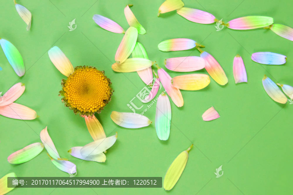 camomiles