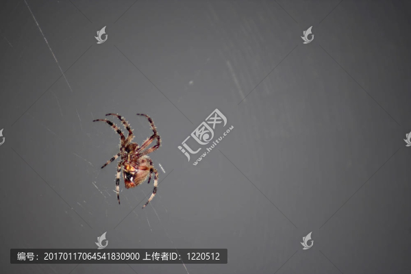 可怕的蜘蛛