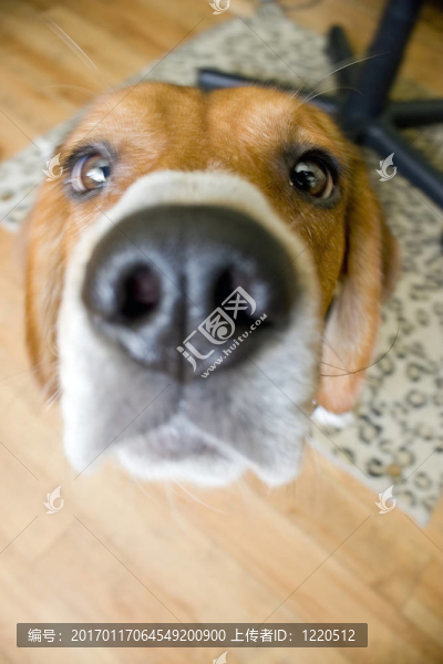 愛管閑事的小獵犬