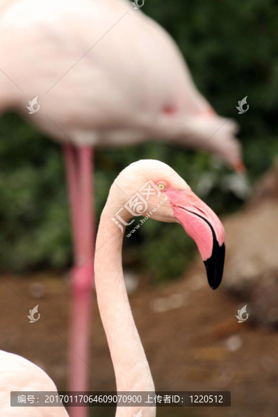 粉紅色的火烈鳥-海洋公園；香港