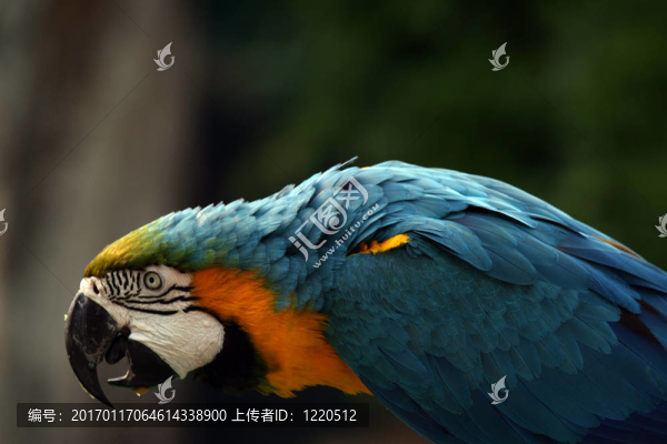 鸚鵡-海洋公園；香港