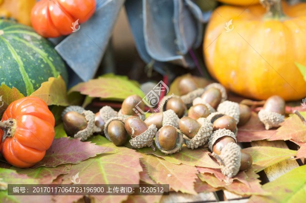 萬圣節(jié)花園裝飾