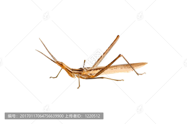 蚱蜢