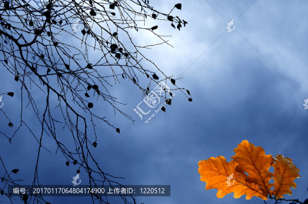 秋枝