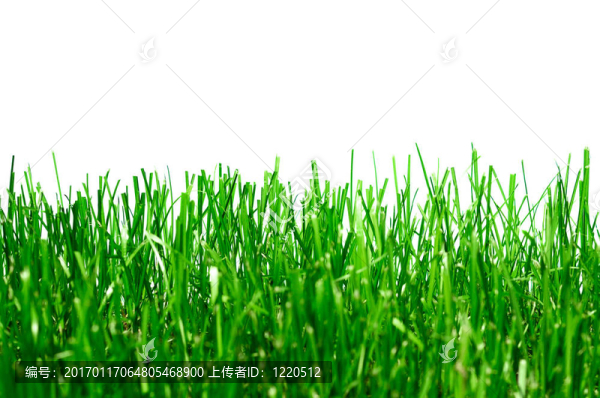 綠色的草中分離