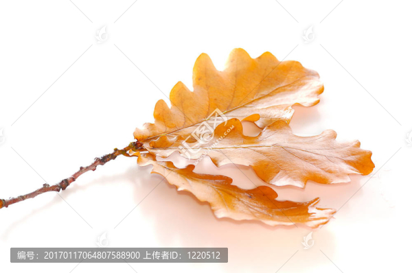 橡樹枝