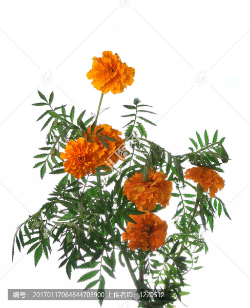 金盞花