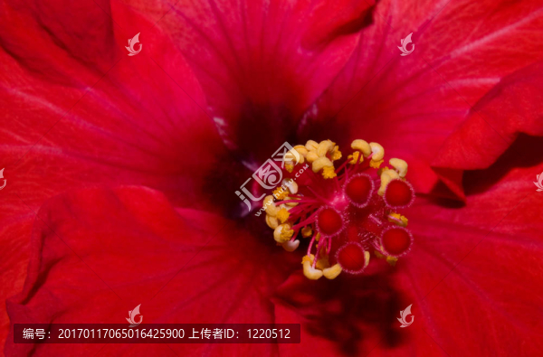 極端靠近一個(gè)紅色的木槿