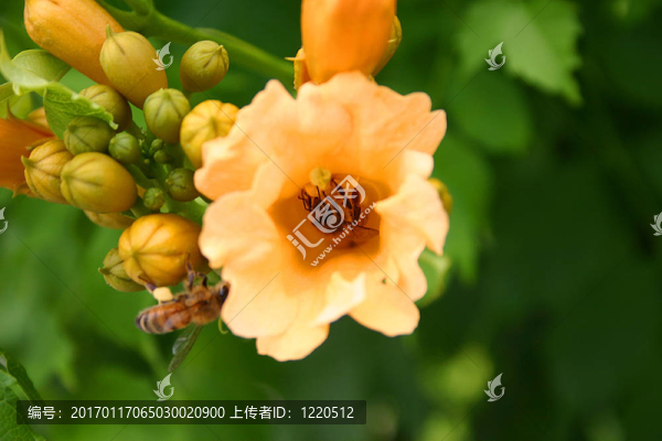 花上的蜜蜂