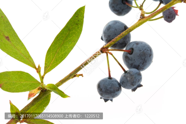 藍莓樹